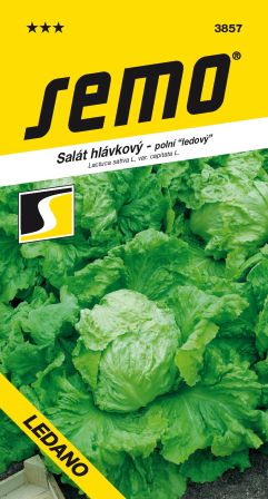 Šalát Ledano ľadový SEMO 3857