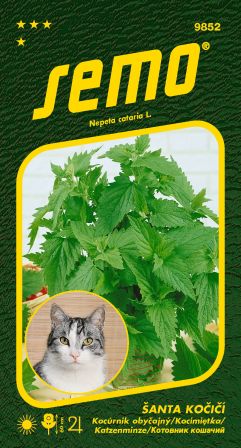 Kocúrnik obyčajný Cat Grass SEMO 9852