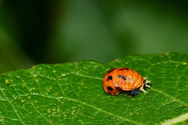 lienka