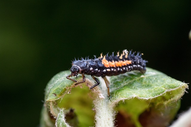 lienka larva