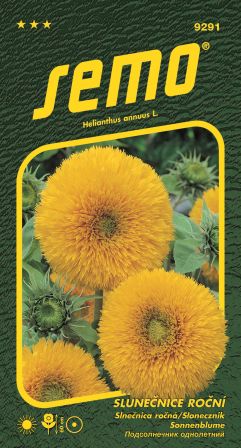 Slnečnica ročná Teddy Bear SEMO 9291 – jednoročka