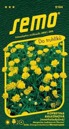 Margaréta balkón. Zlatovláska SEMO 9164 – jednoročka