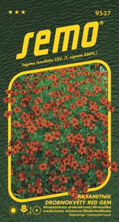 Aksamietnica drobnokv. červená SEMO 9537 – jednoročka