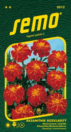 Aksamietnica rozl. Carmen SEMO 9513 – jednoročka