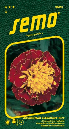 Aksamietnica rozl. Harmony boy SEMO 9523 – jednoročka