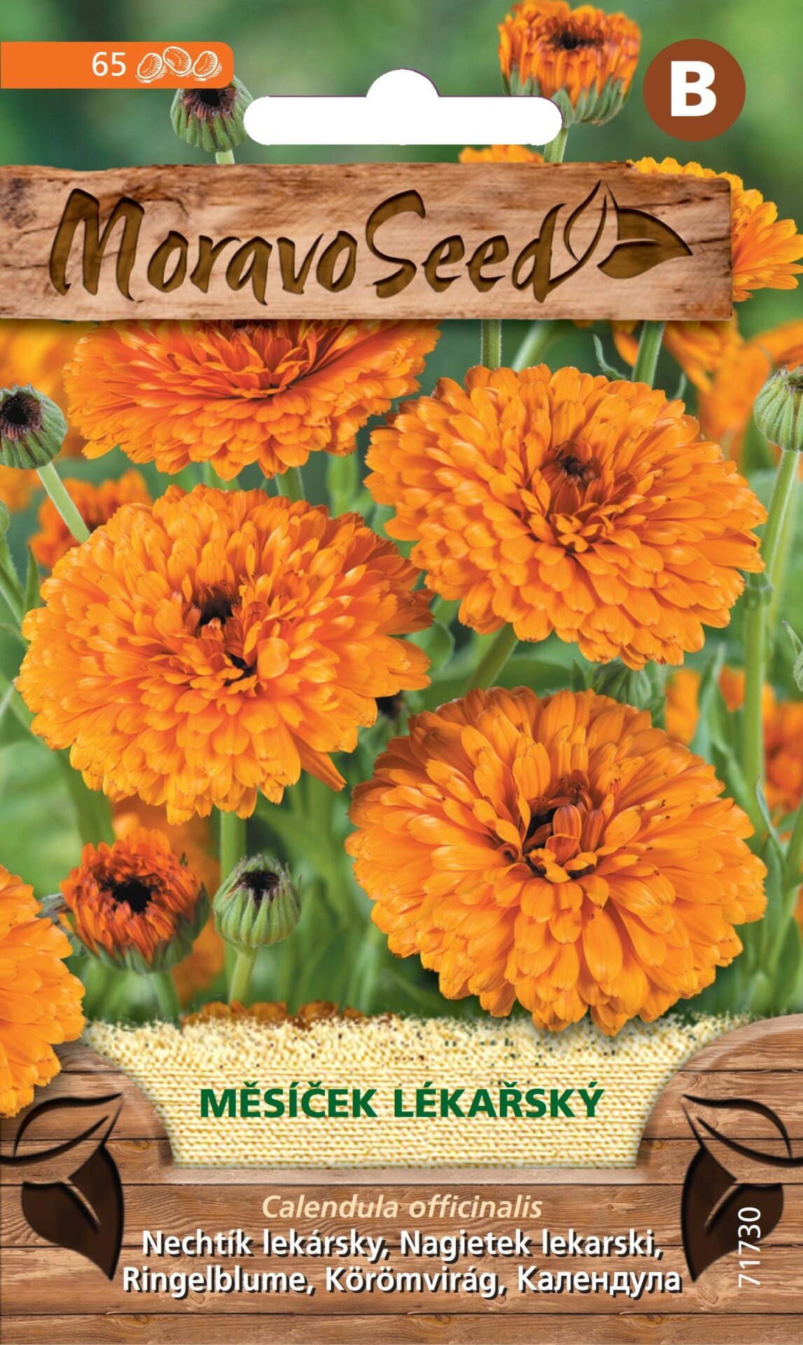 Nechtík lekársky MS 71730