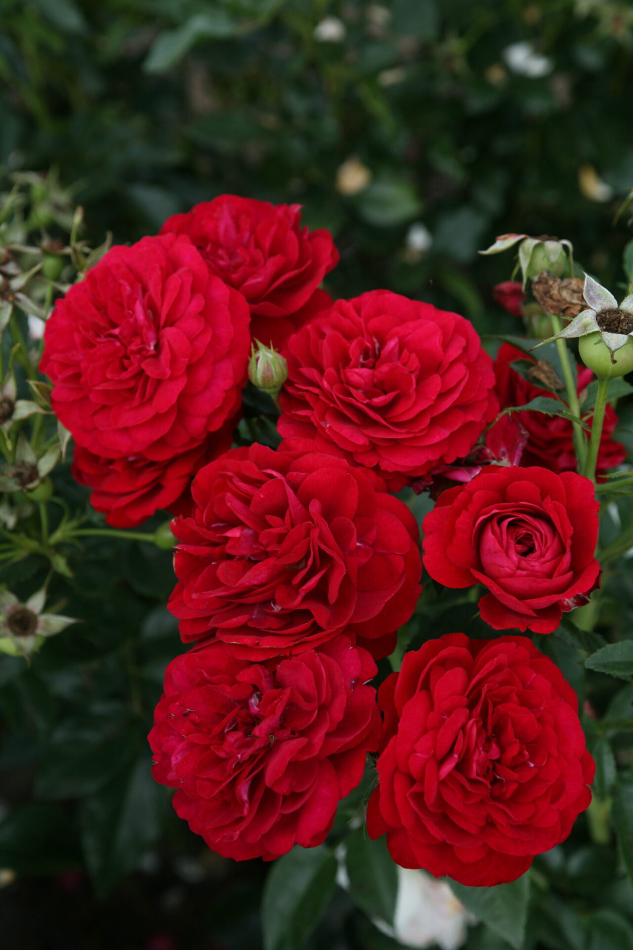 Ruža Bordeaux Kordes – floribunda