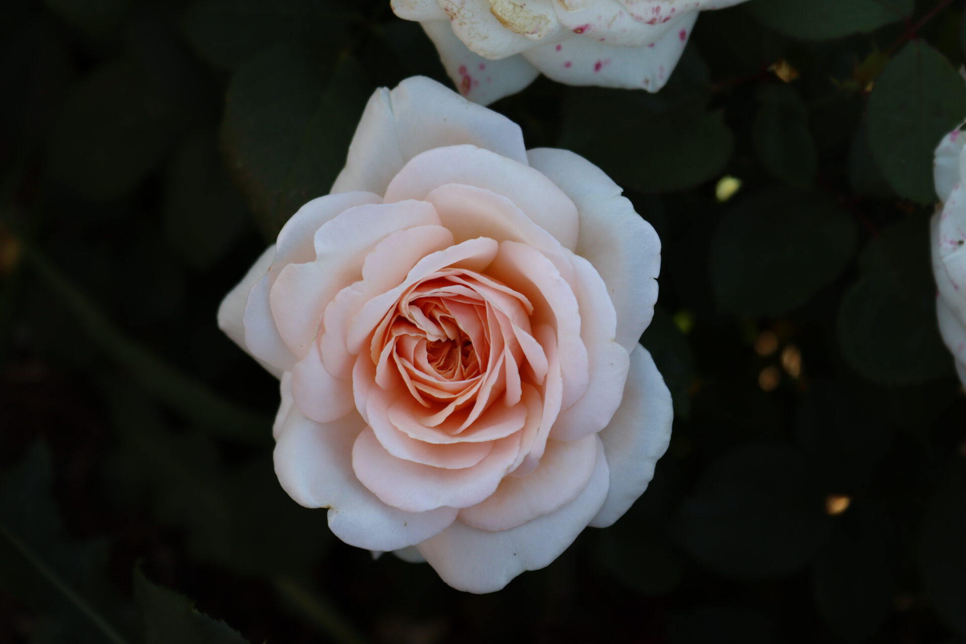 Ruža Courage Kordes – čajohybrid