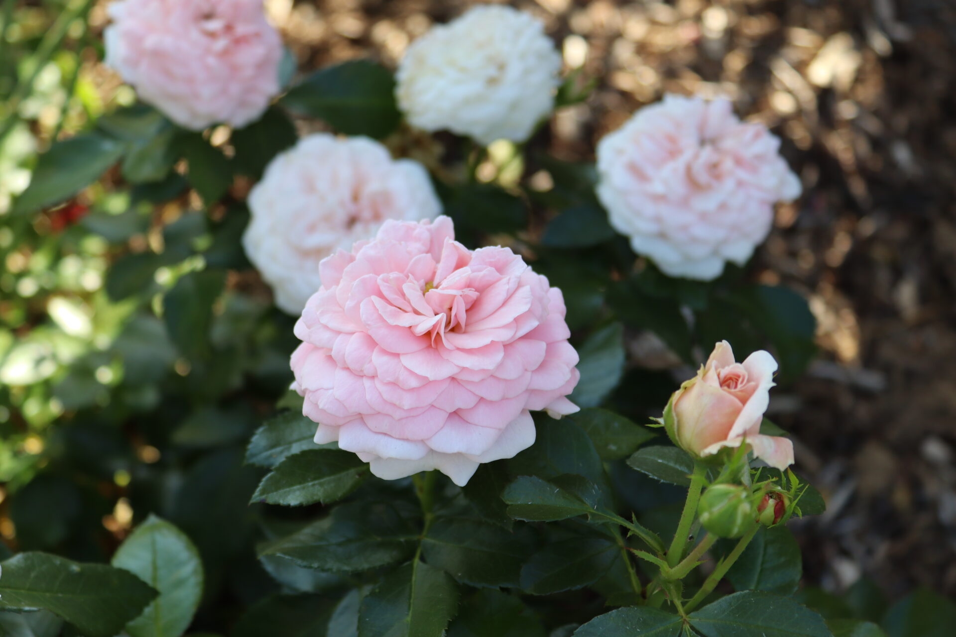 Ruža Cremosa Kordes – floribunda