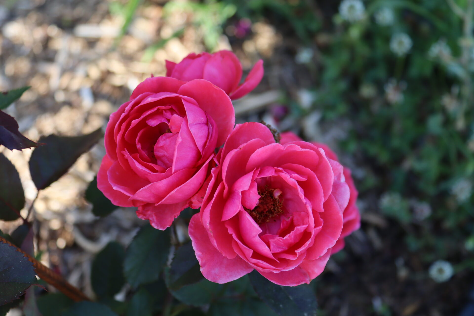 Ruža Gartenprinzessin Marie-José Kordes – floribunda