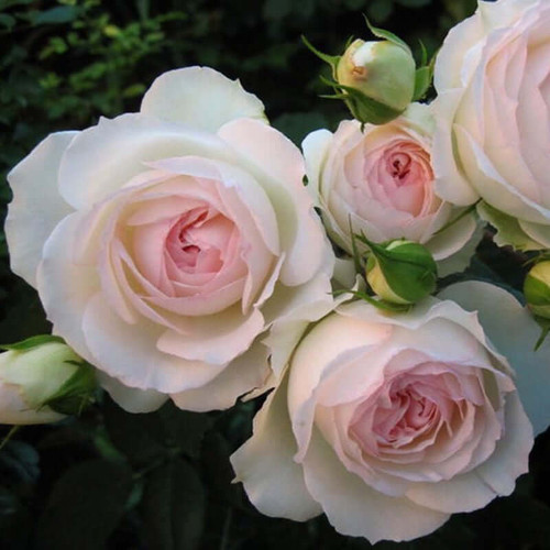 Ruža Gräfin Elke zu Rantzau Kordes – floribunda