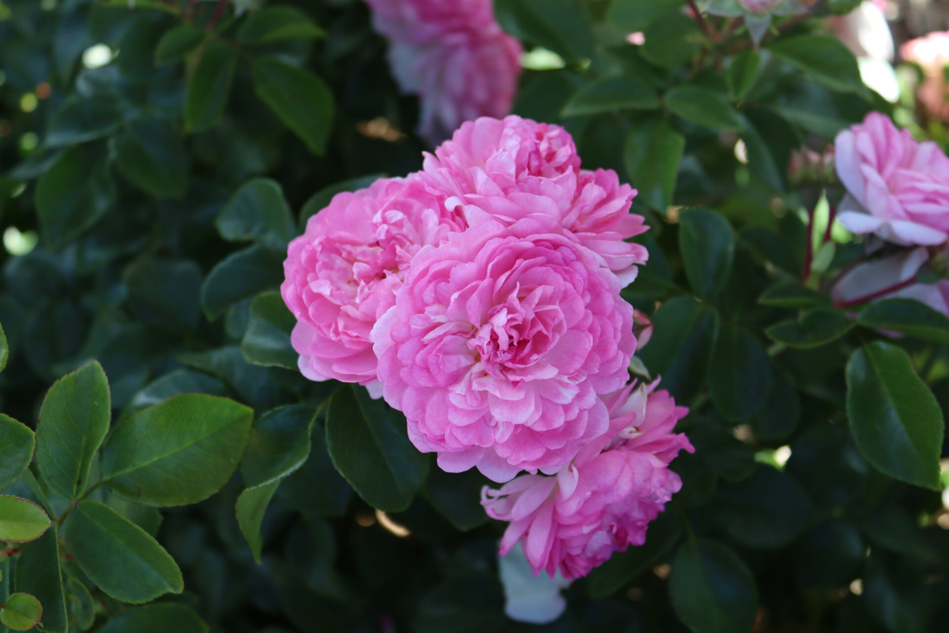 Ruža Jasmina Kordes popínavá