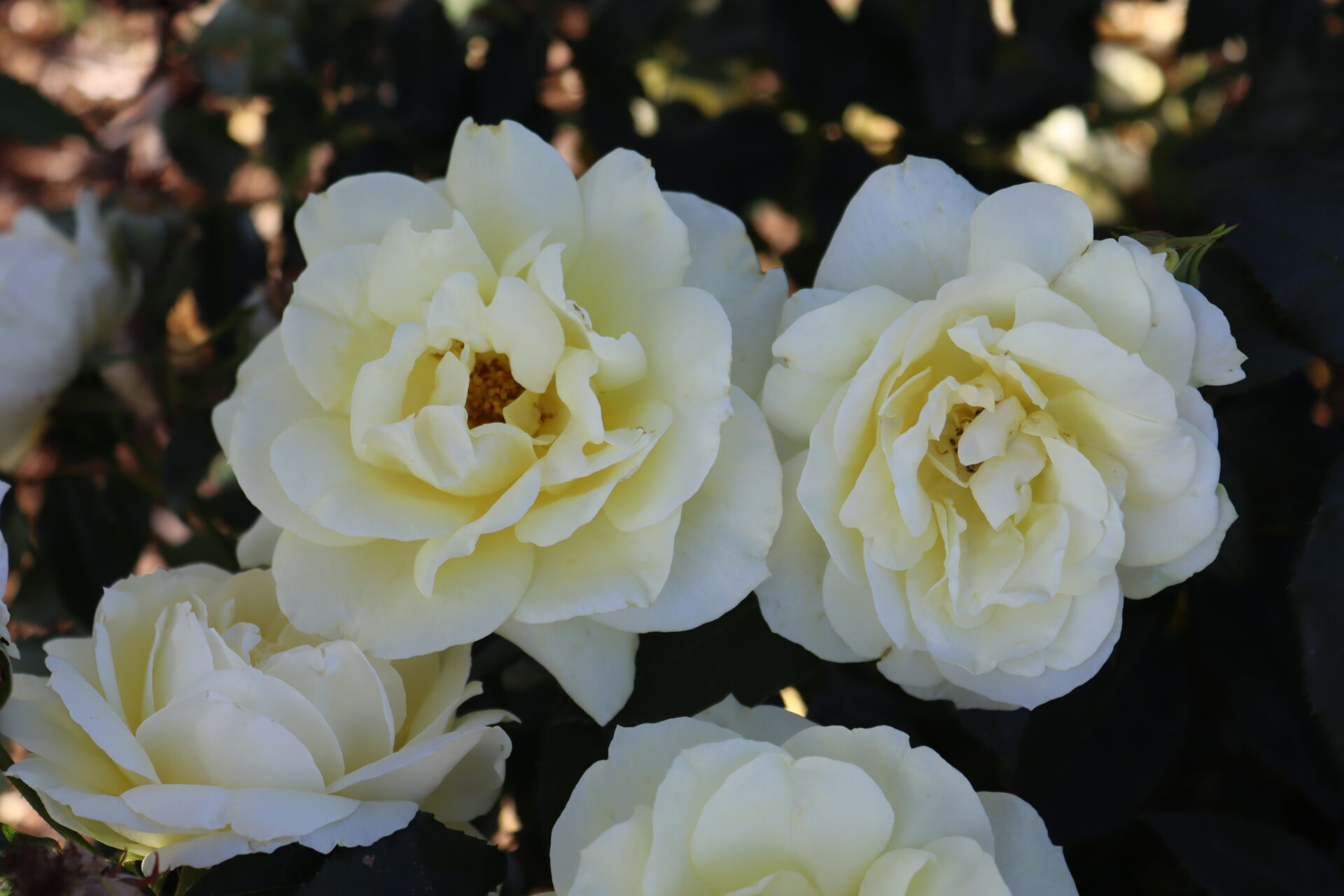 Ruža Limona Kordes – čajohybrid