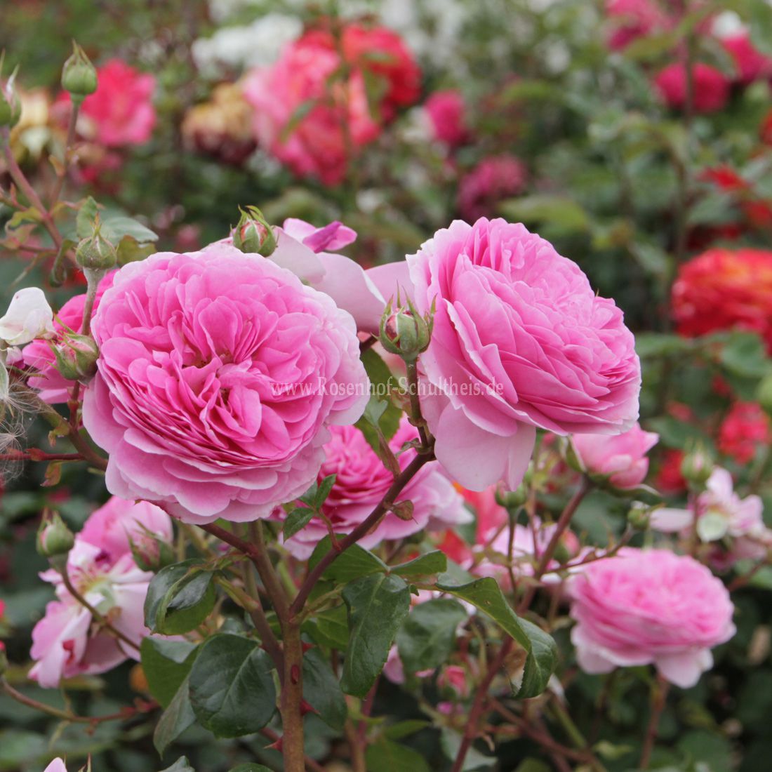Ruža Ozeana Tantau popínavá