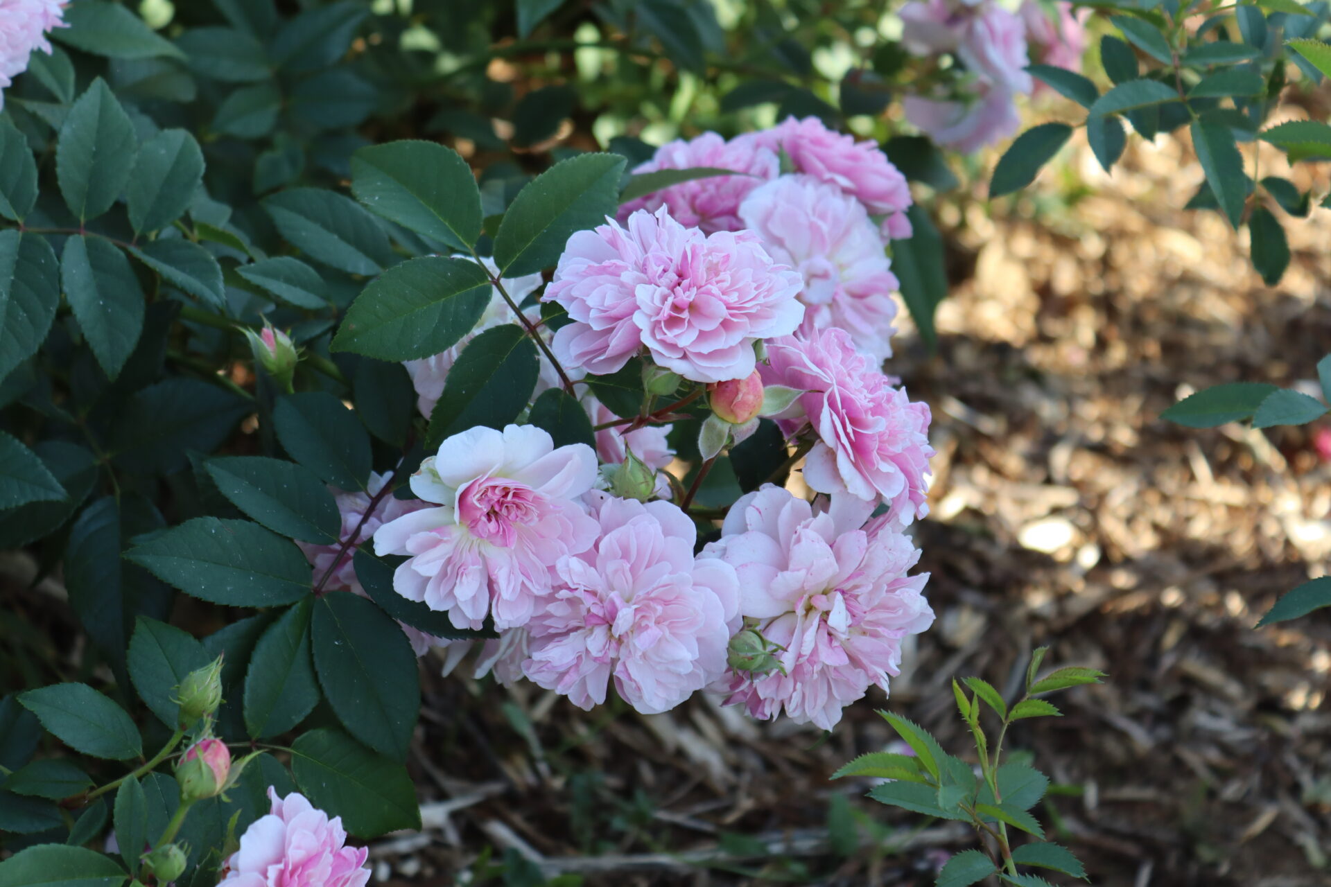 Ruža Romantic Siluetta Kordes popínavá