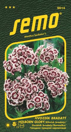 Klinček bradatý Holborn Glory SEMO 9614 – jednoročka