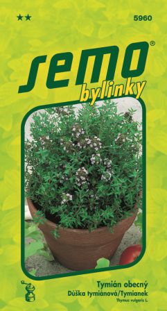 Tymian SEMO 5960 – jednoročka
