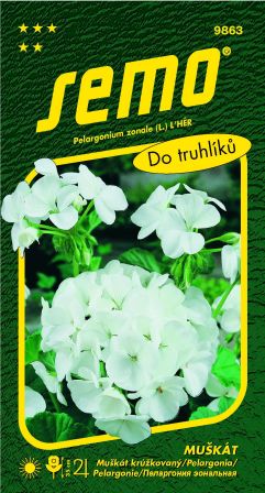 Muškát páskavý biely SEMO 9863 – jednoročka