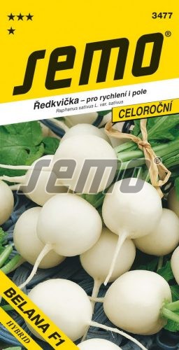 Reďkovka Belana biela celoroč. F1 SEMO 3477 – jednoročka