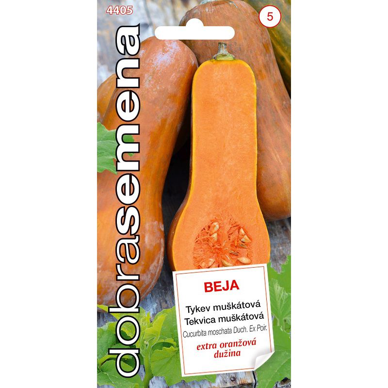 Tekvica Beja mušk. oranž. DS 4405 – jednoročka