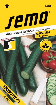 Uhorky šalátové skleníkové Tribute F1 SEMO 2423 – jednoročka