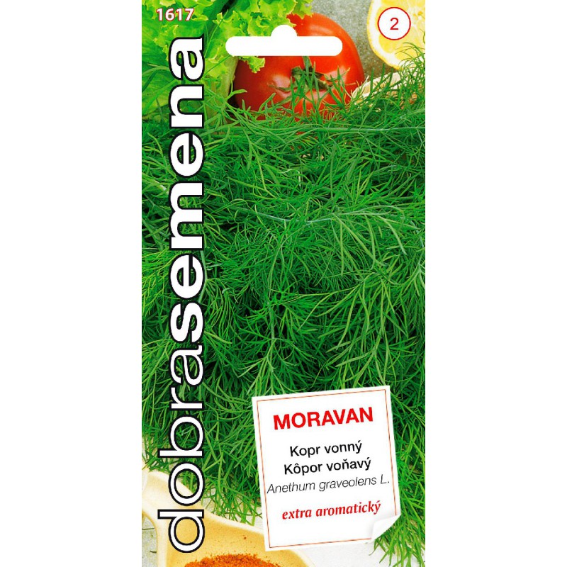 Kôpor Moravan voňavý DS 1617 – jednoročka